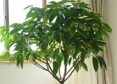 客厅风水树选什么植物好 对客厅风水起到什么调节作用