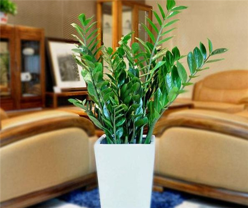 客厅风水树选什么植物好 对客厅风水起到什么调节作用
