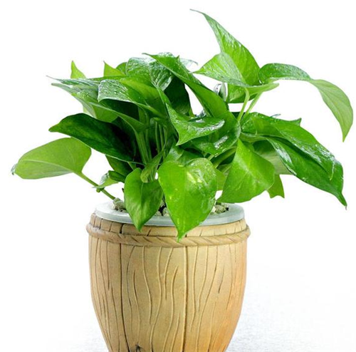 好养殖的客厅花卉植物 四种好养殖的花卉植物