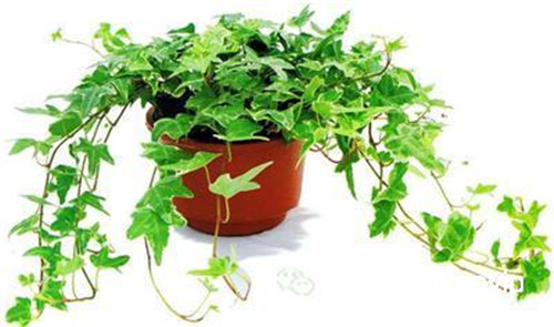 好养殖的客厅花卉植物 四种好养殖的花卉植物