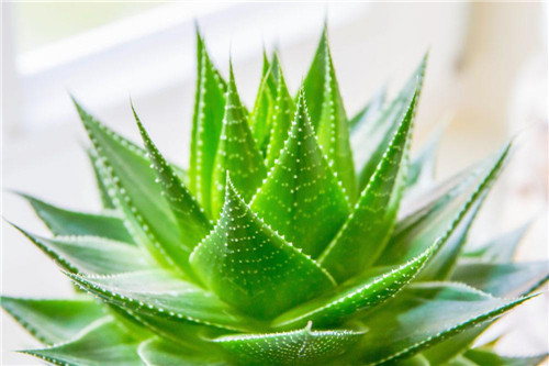 放卫生间的植物有哪些 适合摆放在卫生间的6种绿植